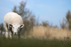 Auf der Pirsch (c) Andrea Hermann