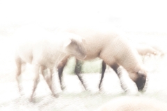 Harmonie (c) Andrea Hermann