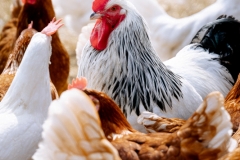 Hahn im Korb (c) Ina Herzig