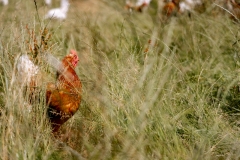 Das Hygge-Huhn! (c) Ina Herzig