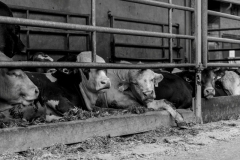 In der Mittagshitze (c) Ina Herzig