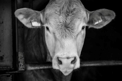 Das Rind! (c) Ina Herzig