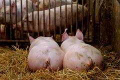 Das Stallkino (c) Ina Herzig