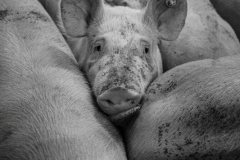 Der Kampf! (c) Ina Herzig