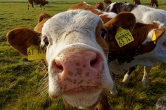 Na, wer bist denn Du? (c) Annette Ulrich