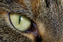 Ich seh Dir ins Auge (c) Annette Ulrich