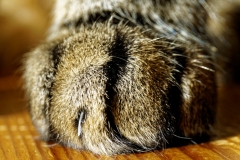 Na, soll ich Dir mal meine Waffensammlung zeigen? (c) Annette Ulrich