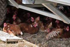 Siesta (c) Ulrike Kaulfuß