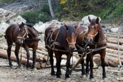 Rückespferde bei der Arbeit (c) Hans Peter Eckstein