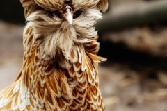 Meine Frisur sitzt (c) Hans Georg Bein