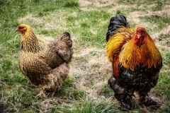 Ein tolles Paar (c) Hans Georg Bein