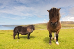 Unsere Wiese (c) Astrid Padberg