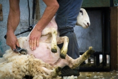 Mantellos (c) Astrid Padberg