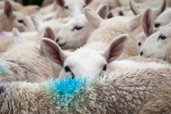 Bereit zur letzten Reise (c) Astrid Padberg