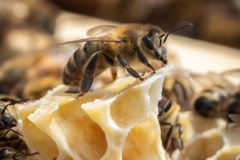 Die Honigproduzentin (c) Astrid Padberg