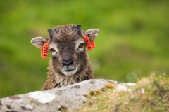 Neugier (c) Astrid Padberg