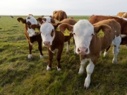 Neugier 1 (c) Annette Ulrich