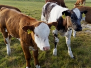 Neugier 2 (c) Annette Ulrich