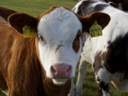 Neugier 3 (c) Annette Ulrich