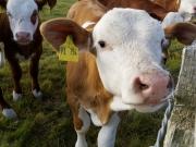 Neugier 4 (c) Annette Ulrich