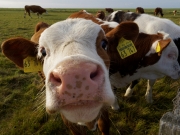 Neugier 5 (c) Annette Ulrich