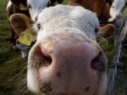 Neugier 6 (c) Annette Ulrich