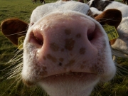 Neugier 7 (c) Annette Ulrich