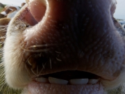 Neugier 8 (c) Annette Ulrich