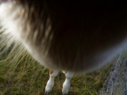 Neugier 9 (c) Annette Ulrich