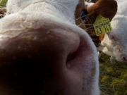 Neugier 10 (c) Annette Ulrich