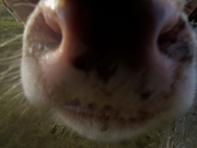 Neugier 11 (c) Annette Ulrich