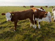 Neugier 12, Objektiv nach Zungenreinigung