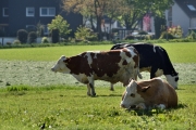 Milchkühe (c) Ulrike Kaulfuß
