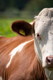 Milchkuh (c) Astrid Padberg
