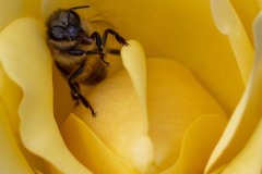 Ruhende Honigbiene (c) Hans Peter Eckstein