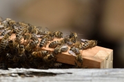 Honigwabe mit Bienenstock  (c) Ulrike Kaulfuß