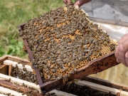 Honigwabe mit Bienenstock  (c) Hans Peter Eckstein