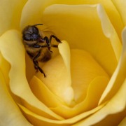 Ruhende Honigbiene (c) Hans Peter Eckstein