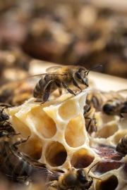 Honigbiene an Wabe (c) Astrid Padberg