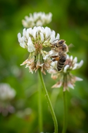 Biene am Klee (c) Astrid Padberg
