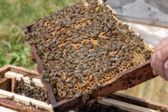 Honigwabe mit Bienenstock  (c) Hans Peter Eckstein