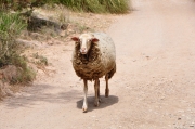 Schafe auf Wanderschaft (c) Caroline Henkes