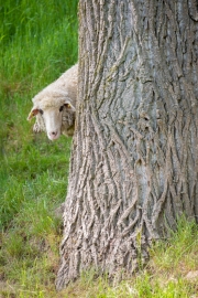 Sieht mich jemand? (c) Astrid Padberg