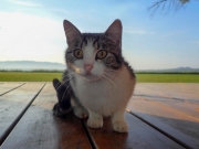 Mäusefänger (c) Hans Peter Eckstein