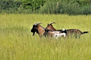 Ziegen im Schlaraffenland (c) Hans-Georg Pesch