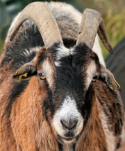 Ziegen im Schlaraffenland (c) Hans-Georg Pesch