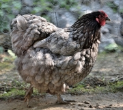 Henne (c) Ulrike Kaulfuß