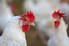 Hennen (c) Astrid Padberg