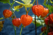 orange (c) Peter Taubert
