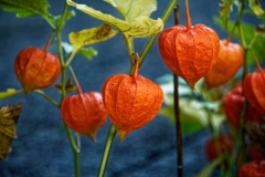 orange (c) Peter Taubert